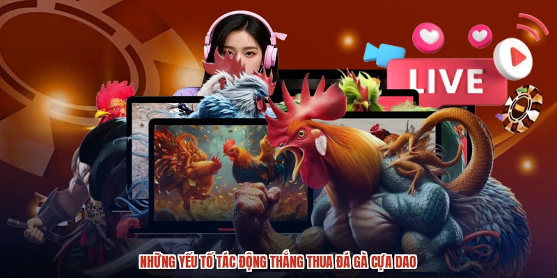 Những yếu tố tác động thắng thua đá gà cựa dao